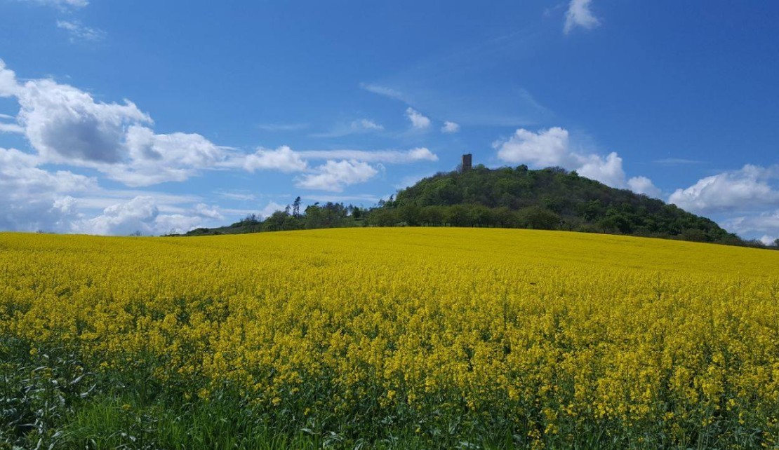 Burg Gleichen Rapsfeld