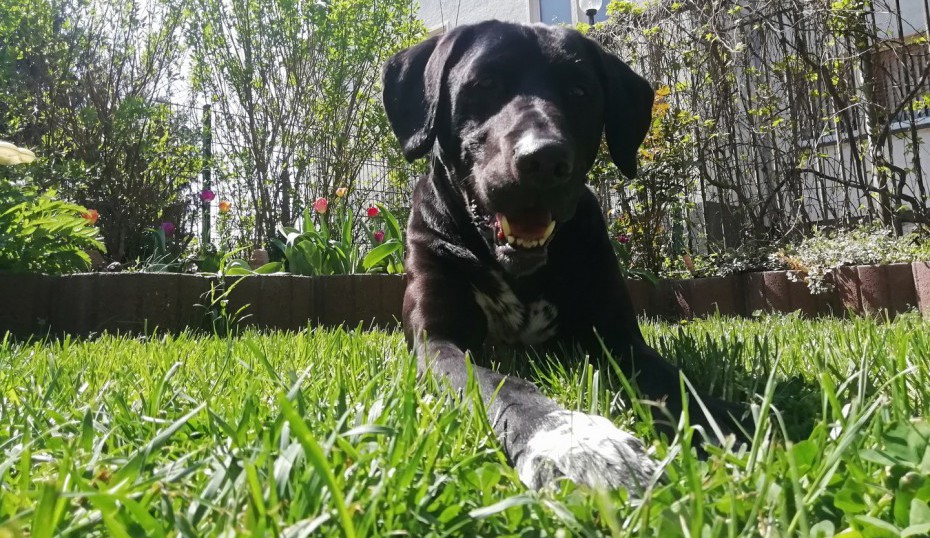 Guy auf der Hotelwiese